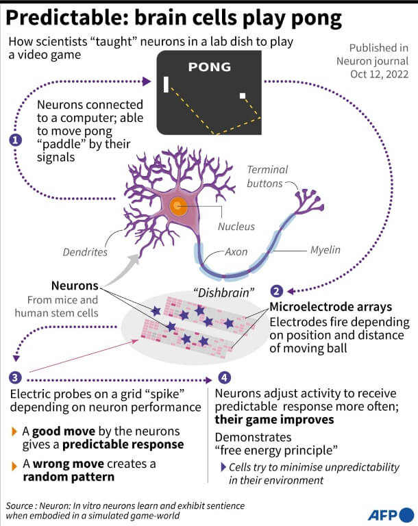 Brain Cells playing Ping Pong